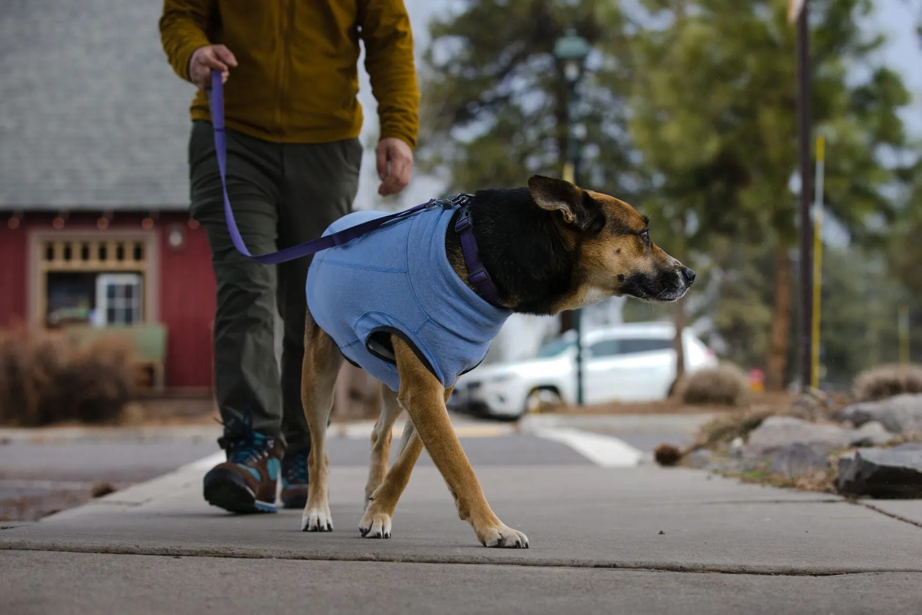 Hemp Hound